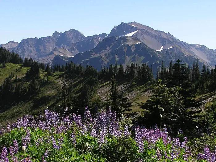 Forested Olympic National Park valley below snow-capped mountains