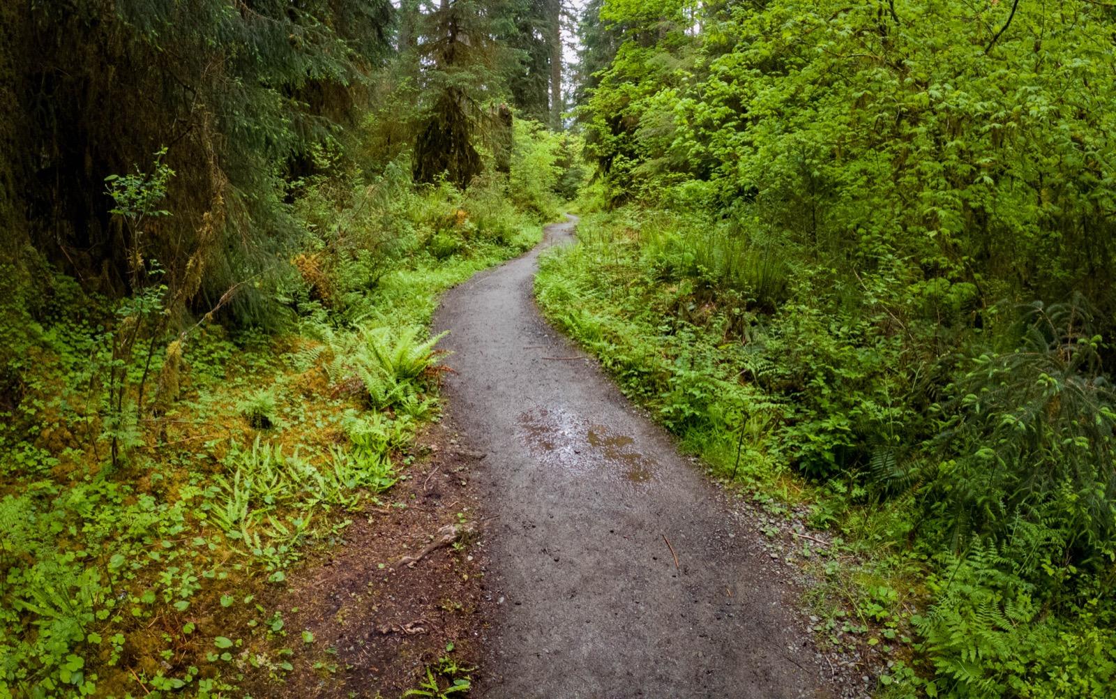 Mossy Hoh River Trail winding through old-growth rainforest