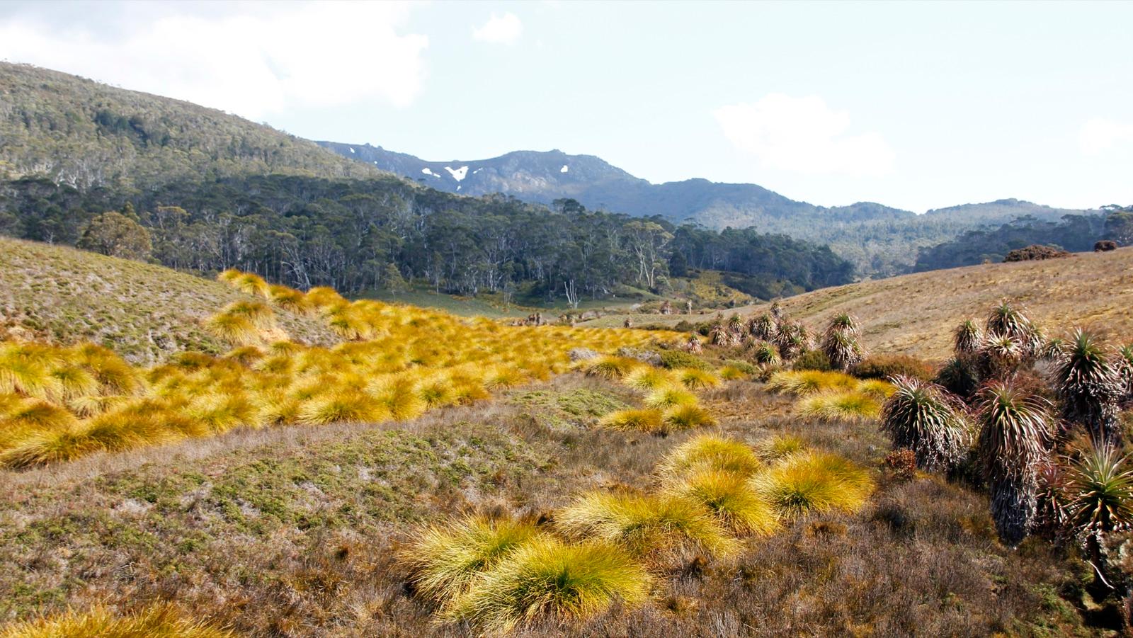 Cradle Mountain country viewed from the Overland Track