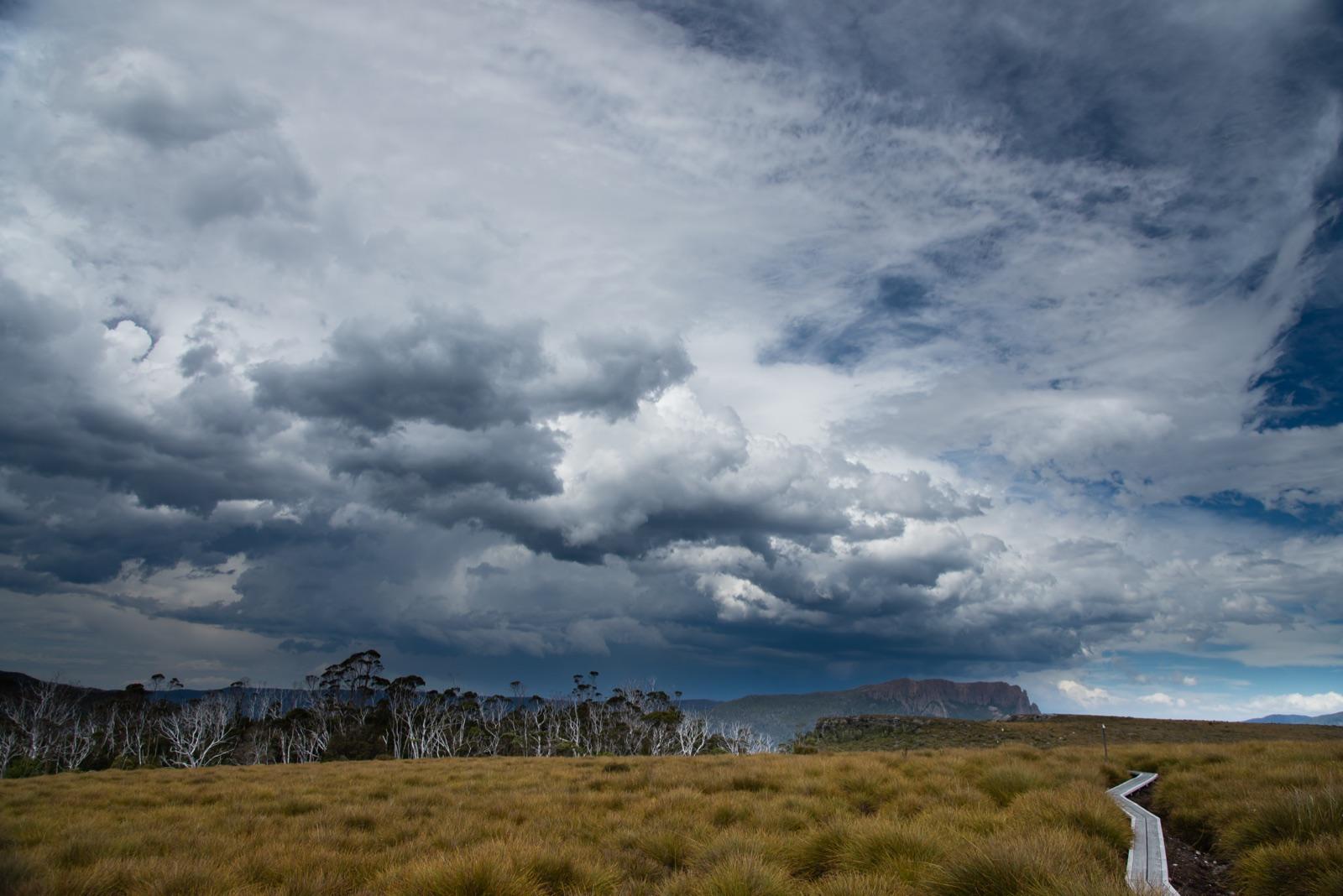 Buttongrass plains on the Overland Track in Tasmania