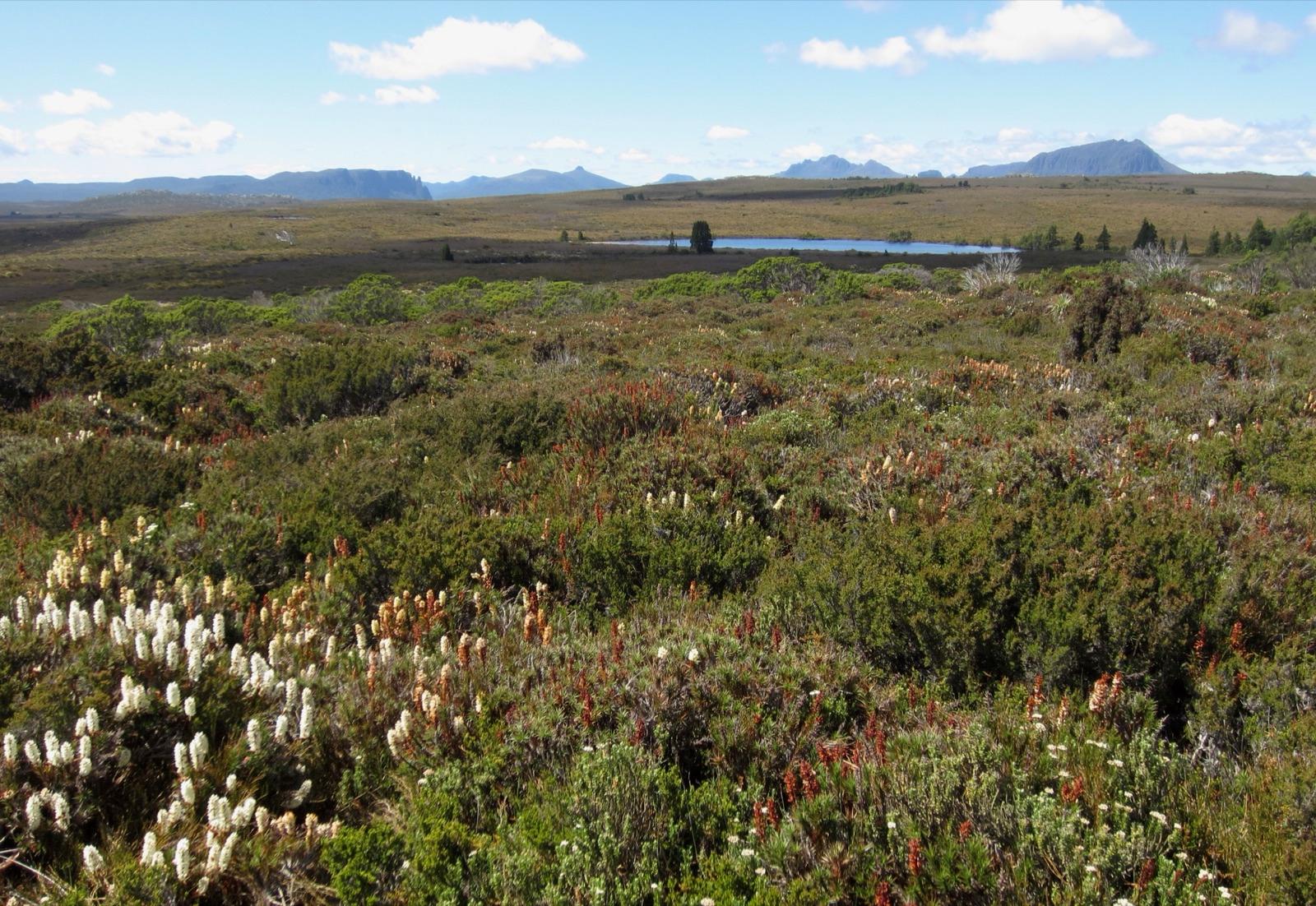 Autumn tones across the Overland Track in the Tasmanian wilderness