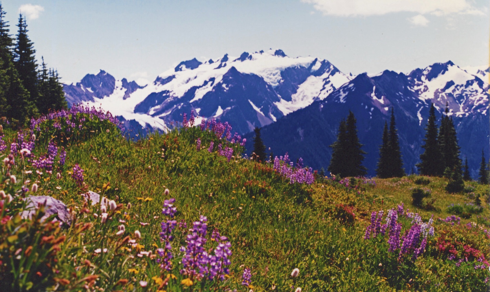 Wildflower meadow with Mount Olympus near the High Divide in Olympic National Park